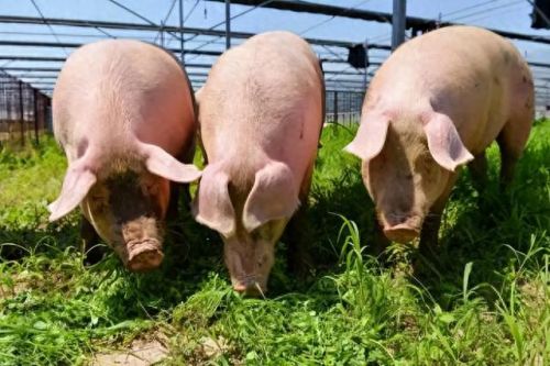 猪场管理软件(猪场数据管理)插图