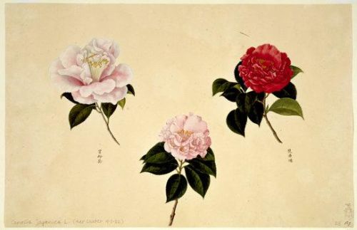 洛克王国紫藤的快速收集方法(洛克王国紫藤可掉落吗)插图17