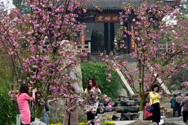 光遇浪漫樱花海怎么去(光遇警惕站姿长什么样)插图8