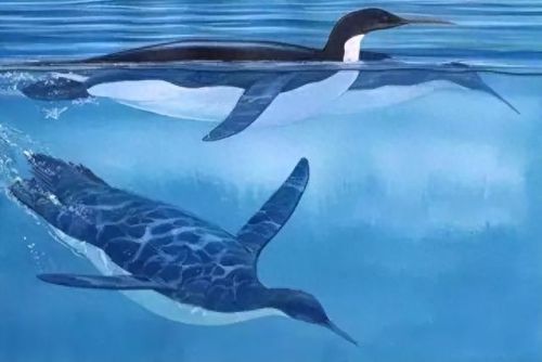 世界上最大的企鹅(小蓝企鹅)插图7 世界上最大的企鹅(小蓝企鹅)插图7