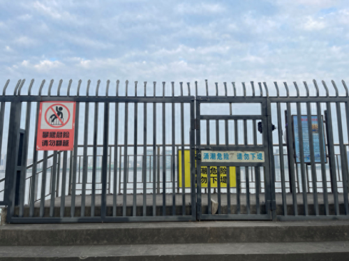 被称为软黄金的鱼(名叫黄金的淡水鱼)插图2