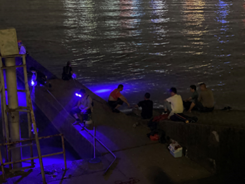 被称为软黄金的鱼(名叫黄金的淡水鱼)插图4