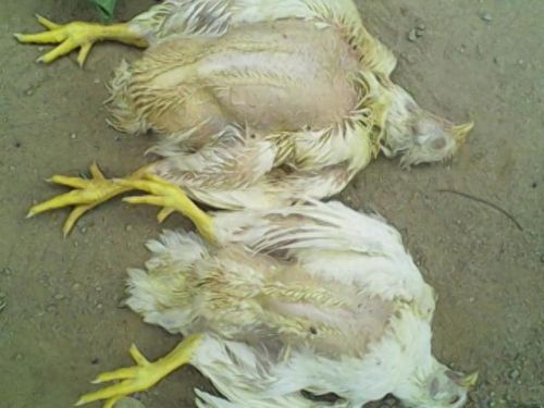 僵尸鸡(僵尸鸡电影)插图9