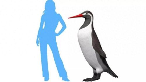 世界上最大的企鹅(小蓝企鹅)插图3 世界上最大的企鹅(小蓝企鹅)插图3