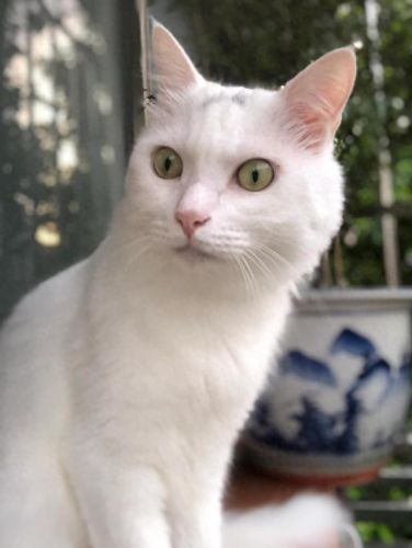 撒娇神器(撒娇魔法棒)插图3