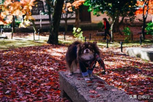 造梦西游2地藏金戒怎么融(造梦西游2八戒地藏金戒怎么融)插图4 造梦西游2地藏金戒怎么融(造梦西游2八戒地藏金戒怎么融)插图4