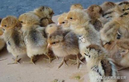 孵化宝典怎么用(帕尔萨斯怎么孵蛋)插图 孵化宝典怎么用(帕尔萨斯怎么孵蛋)插图