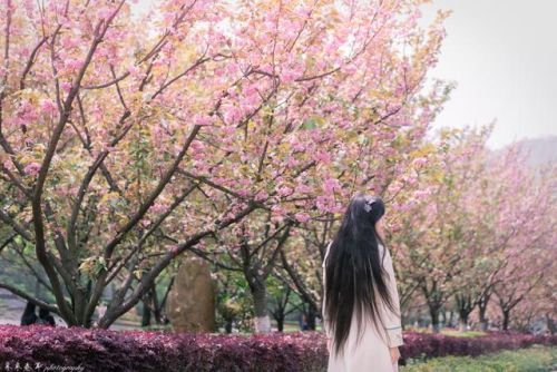樱花校园的紫藤裙子的版本(樱花校园有紫藤礼服和旗袍)插图2 樱花校园的紫藤裙子的版本(樱花校园有紫藤礼服和旗袍)插图2