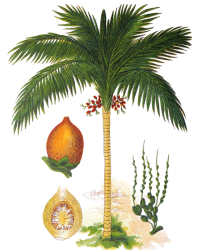 世界征服者4华夏荣光(世界征服者4中国朝代)插图2 世界征服者4华夏荣光(世界征服者4中国朝代)插图2