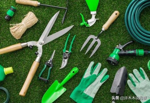 玫瑰花园游戏攻略(玫瑰花园怎么玩)插图16
