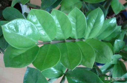 摇钱树苗(摇钱树苗攻略几水几肥)插图3 摇钱树苗(摇钱树苗攻略几水几肥)插图3