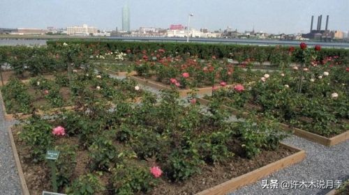 玫瑰花园游戏攻略(玫瑰花园怎么玩)插图10