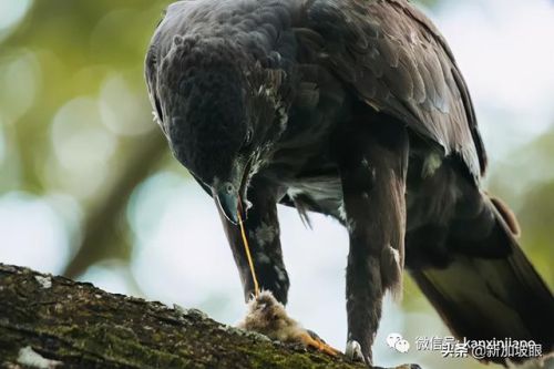 虐杀原形2利爪猛击任务(利爪猛击那关怎么过啊)插图3