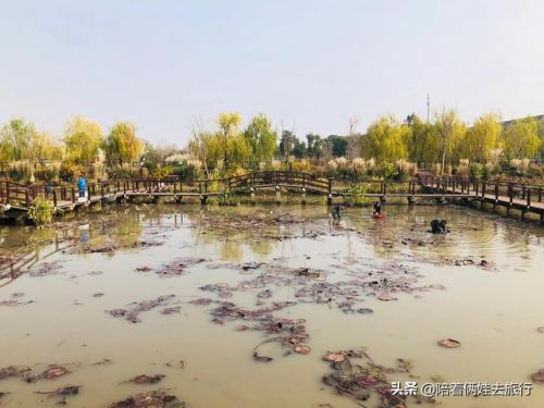 洛克王国紫藤(洛克王国紫藤的快速收集方法)插图19
