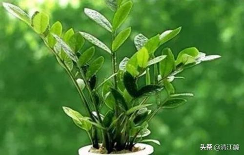 摇钱树苗(摇钱树苗攻略几水几肥)插图8 摇钱树苗(摇钱树苗攻略几水几肥)插图8