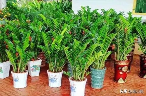 摇钱树苗(摇钱树苗攻略几水几肥)插图6 摇钱树苗(摇钱树苗攻略几水几肥)插图6