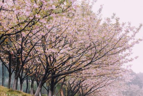樱花校园的紫藤裙子的版本(樱花校园有紫藤礼服和旗袍)插图4 樱花校园的紫藤裙子的版本(樱花校园有紫藤礼服和旗袍)插图4