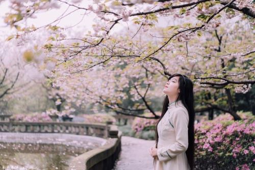 樱花校园的紫藤裙子的版本(樱花校园有紫藤礼服和旗袍)插图7 樱花校园的紫藤裙子的版本(樱花校园有紫藤礼服和旗袍)插图7