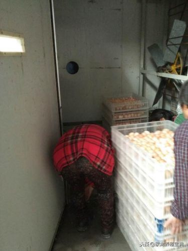 孵化宝典怎么用(帕尔萨斯怎么孵蛋)