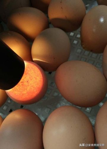 孵化宝典怎么用(帕尔萨斯怎么孵蛋)插图4 孵化宝典怎么用(帕尔萨斯怎么孵蛋)插图4