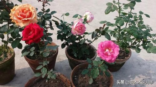 玫瑰花园游戏攻略(玫瑰花园怎么玩)插图12