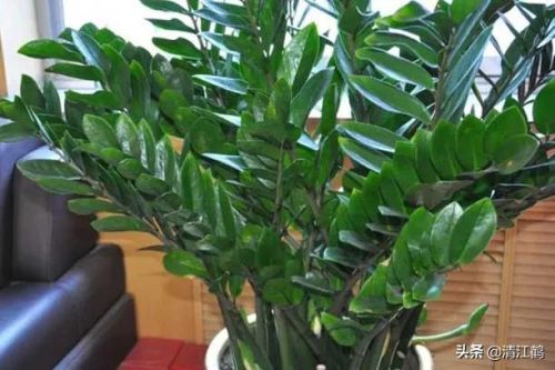 摇钱树苗(摇钱树苗攻略几水几肥)