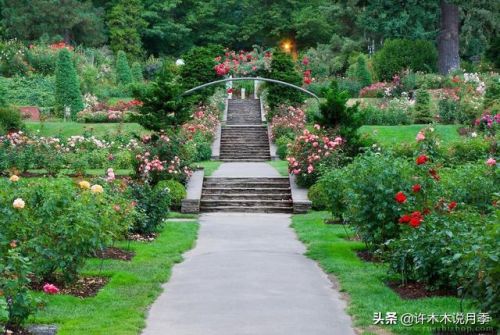 玫瑰花园游戏攻略(玫瑰花园怎么玩)插图15