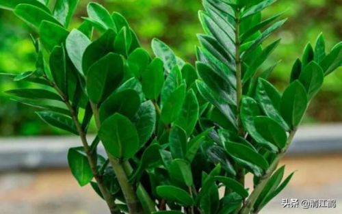 摇钱树苗(摇钱树苗攻略几水几肥)插图2 摇钱树苗(摇钱树苗攻略几水几肥)插图2