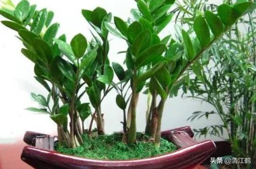摇钱树苗(摇钱树苗攻略几水几肥)插图7 摇钱树苗(摇钱树苗攻略几水几肥)插图7