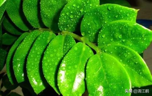 摇钱树苗(摇钱树苗攻略几水几肥)插图 摇钱树苗(摇钱树苗攻略几水几肥)插图