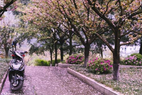 樱花校园的紫藤裙子的版本(樱花校园有紫藤礼服和旗袍)插图16 樱花校园的紫藤裙子的版本(樱花校园有紫藤礼服和旗袍)插图16