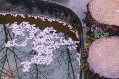 樱花校园的紫藤裙子的版本(樱花校园有紫藤礼服和旗袍)插图17 樱花校园的紫藤裙子的版本(樱花校园有紫藤礼服和旗袍)插图17