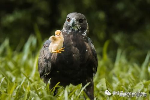 虐杀原形2利爪猛击任务(利爪猛击那关怎么过啊)插图2