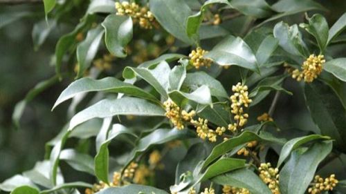 靖州苗族侗族自治县有名的甜点(靖州四大土特产)插图 靖州苗族侗族自治县有名的甜点(靖州四大土特产)插图