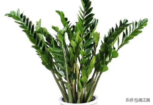 摇钱树苗(摇钱树苗攻略几水几肥)插图4 摇钱树苗(摇钱树苗攻略几水几肥)插图4