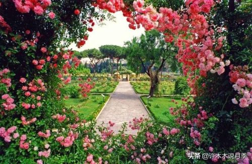 玫瑰花园游戏攻略(玫瑰花园怎么玩)插图14