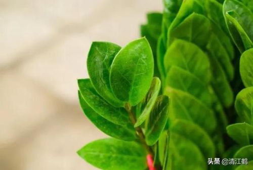 摇钱树苗(摇钱树苗攻略几水几肥)插图1 摇钱树苗(摇钱树苗攻略几水几肥)插图1