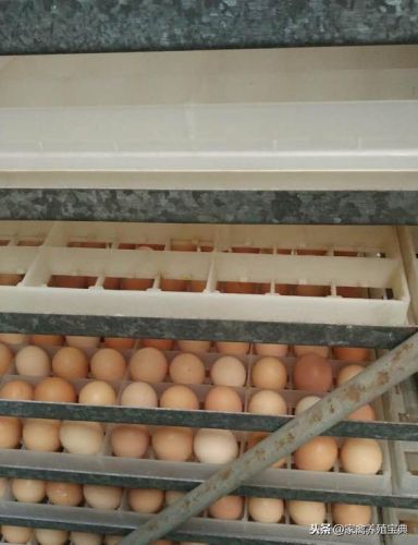 孵化宝典怎么用(帕尔萨斯怎么孵蛋)插图1 孵化宝典怎么用(帕尔萨斯怎么孵蛋)插图1