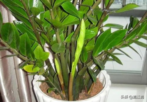 摇钱树苗(摇钱树苗攻略几水几肥)插图5 摇钱树苗(摇钱树苗攻略几水几肥)插图5
