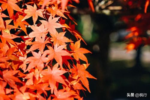 造梦西游2地藏金戒怎么融(造梦西游2八戒地藏金戒怎么融)插图 造梦西游2地藏金戒怎么融(造梦西游2八戒地藏金戒怎么融)插图