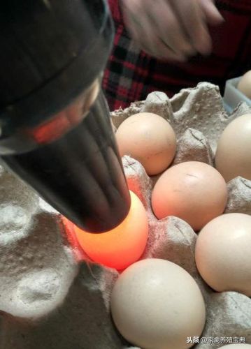 孵化宝典怎么用(帕尔萨斯怎么孵蛋)插图3 孵化宝典怎么用(帕尔萨斯怎么孵蛋)插图3