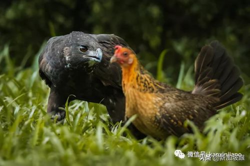 虐杀原形2利爪猛击任务(利爪猛击那关怎么过啊)插图1