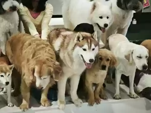 狗狗全阵容插图1 狗狗全阵容插图1