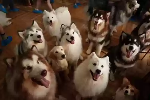 狗狗全阵容插图 狗狗全阵容插图