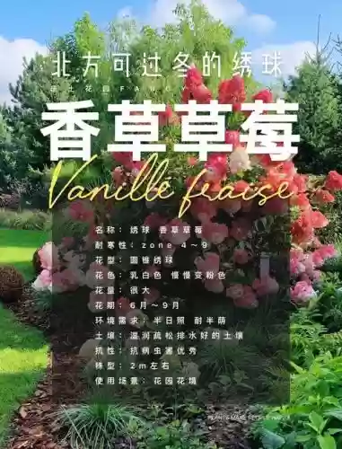 草莓香草搭配阵容插图 草莓香草搭配阵容插图