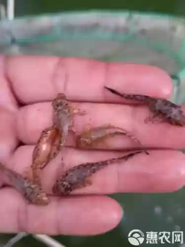清道夫技能插图1