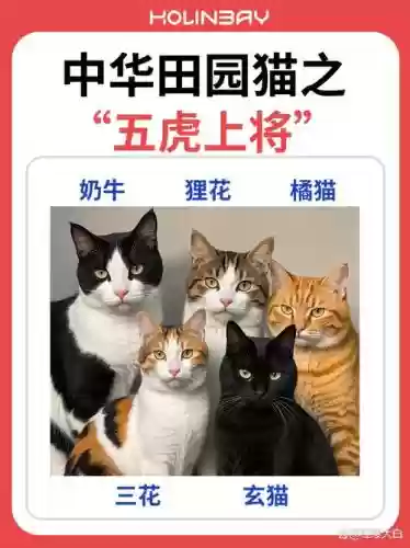 虎猫阵容搭配最新插图