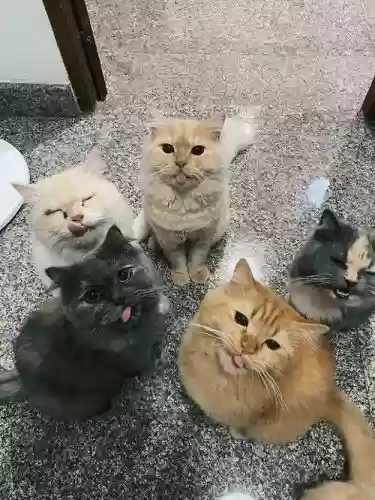 猫猫组合阵容插图1