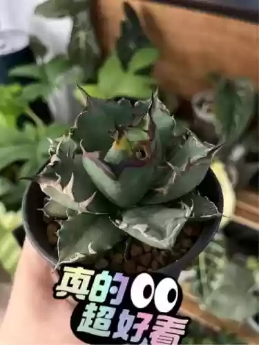 龙舌兰搭配阵容