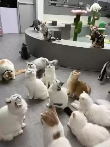 猫咪激光阵容插图
